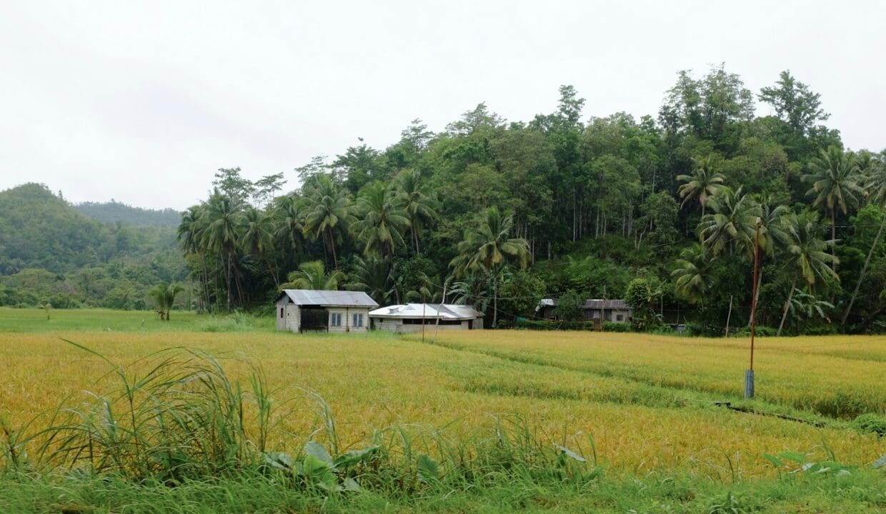Rice field farmland in Bohol Philippines